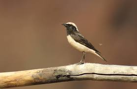 Image result for Oenanthe pleschanka