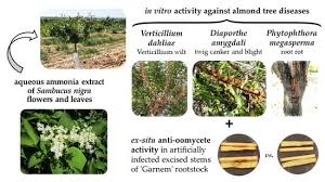 Attēlu rezultāti vaicājumam “Sambucus nigra leaf”