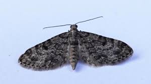 Attēlu rezultāti vaicājumam “Eupithecia tantillaria”