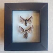 Attēlu rezultāti vaicājumam “Eriogaster lanestris”