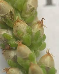 Attēlu rezultāti vaicājumam “Plantago media bud”