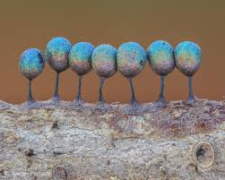 Attēlu rezultāti vaicājumam “Lamproderma violaceum”