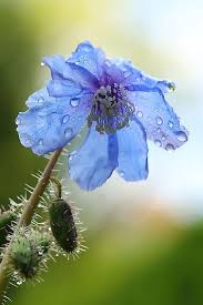 Image result for Scheinmohn blau