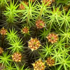 Attēlu rezultāti vaicājumam “Polytrichum juniperinum sporophyte”
