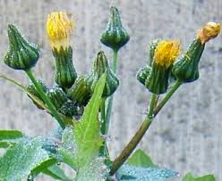 Attēlu rezultāti vaicājumam “Sonchus oleraceus bud”