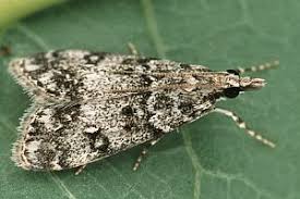 Attēlu rezultāti vaicājumam “Eudonia lacustrata”