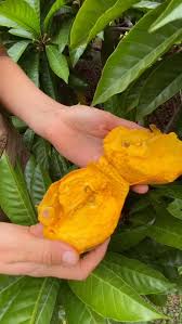 Attēlu rezultāti vaicājumam “Linaria loeselii fruit”