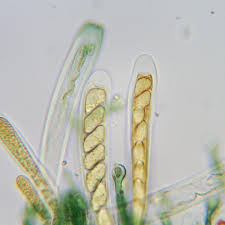 Attēlu rezultāti vaicājumam “Mniaecia jungermanniae”