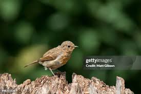 Attēlu rezultāti vaicājumam “Erithacus rubecula juvenile”