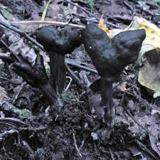 Attēlu rezultāti vaicājumam “Diderma crustaceum”