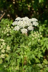 Attēlu rezultāti vaicājumam “Heracleum sosnowskyi flower”