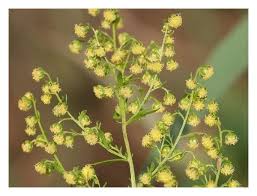 Image result for Artemisia annua