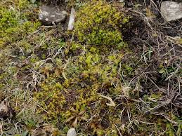 Attēlu rezultāti vaicājumam “Mnium stellare”