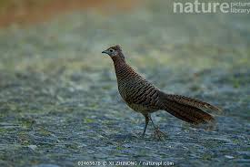 Image result for Chrysolophus amherstiae