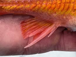 Image result for Sebastes