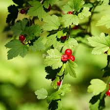 Attēlu rezultāti vaicājumam “Ribes alpinum”