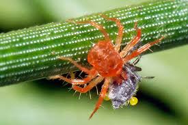 Attēlu rezultāti vaicājumam “Schizolachnus pineti”