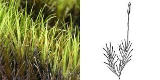 Attēlu rezultāti vaicājumam “Distichium capillaceum”