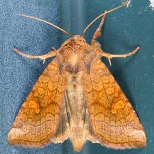 Attēlu rezultāti vaicājumam “Amphipoea”