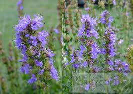 Image result for Ysop