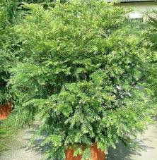 Attēlu rezultāti vaicājumam “Taxus wallichiana”