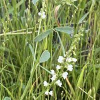 Attēlu rezultāti vaicājumam “Melilotus wolgicus”