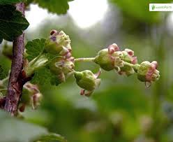 Attēlu rezultāti vaicājumam “Ribes nigrum flower”