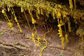 Attēlu rezultāti vaicājumam “Badhamia nitens spores”