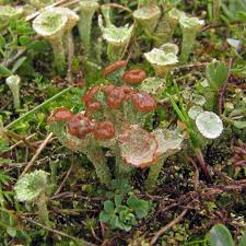 Attēlu rezultāti vaicājumam “Cladonia pyxidata”