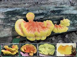 Attēlu rezultāti vaicājumam “Laetiporus sulphureus”
