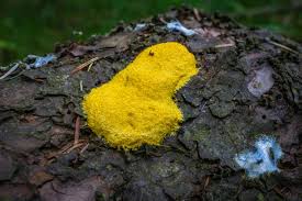 Attēlu rezultāti vaicājumam “Fuligo cinerea macro”