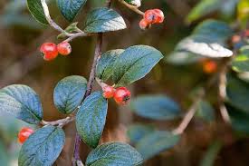 Attēlu rezultāti vaicājumam “Cotoneaster multiflorus fruit”