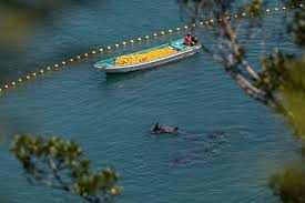 Image result for japan dolphin slaughter