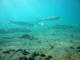 Image result for Albula glossodonta