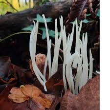 Attēlu rezultāti vaicājumam “Comatricha fragilis macro”