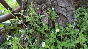 Attēlu rezultāti vaicājumam “Moehringia trinervia bud”