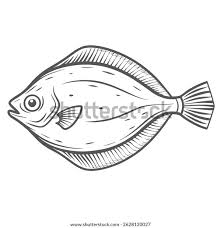 Image result for Paralichthys dentatus