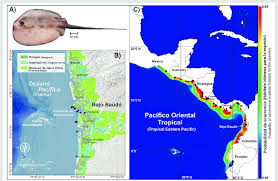 Image result for Styracura pacifica