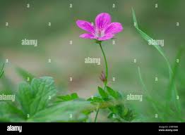 Attēlu rezultāti vaicājumam “Geranium palustre”