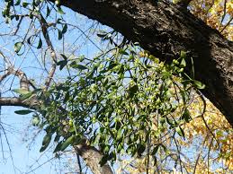 Attēlu rezultāti vaicājumam “Viscum album leaf”