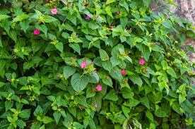 Image result for Mirabilis jalapa