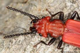 Attēlu rezultāti vaicājumam “Cucujidae”