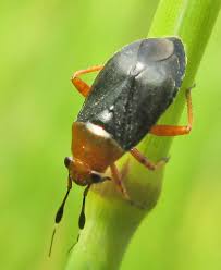 Attēlu rezultāti vaicājumam “Anacampsis blatariella”