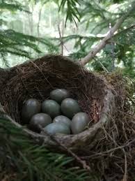 Attēlu rezultāti vaicājumam “Turdus merula eggs”