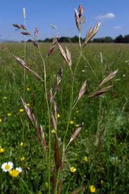 Attēlu rezultāti vaicājumam “Festuca pratensis”
