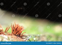 Attēlu rezultāti vaicājumam “myxomicetes”