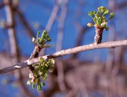 Attēlu rezultāti vaicājumam “Ginkgo biloba female flower”