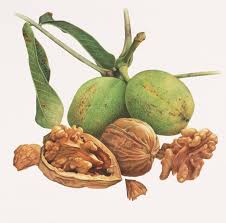 Attēlu rezultāti vaicājumam “Juglans regia fruit”