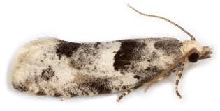 Attēlu rezultāti vaicājumam “Epinotia bilunana”