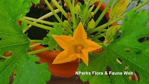 Attēlu rezultāti vaicājumam “Cucurbita pepo leaf”